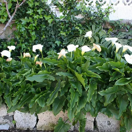 Holiday home Casa Rural Isabel Vilaflor